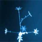 Dendritic snow crystals